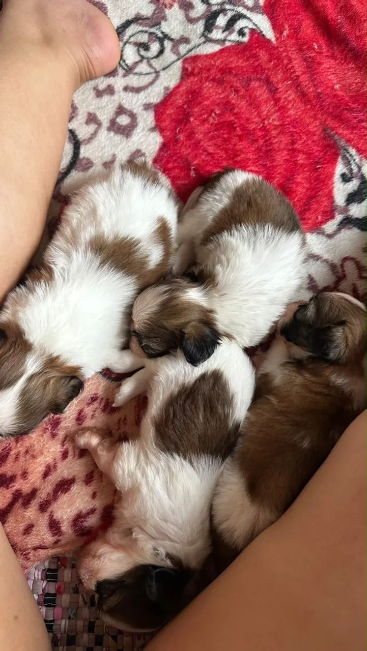 Shih tzu  - Foto 3