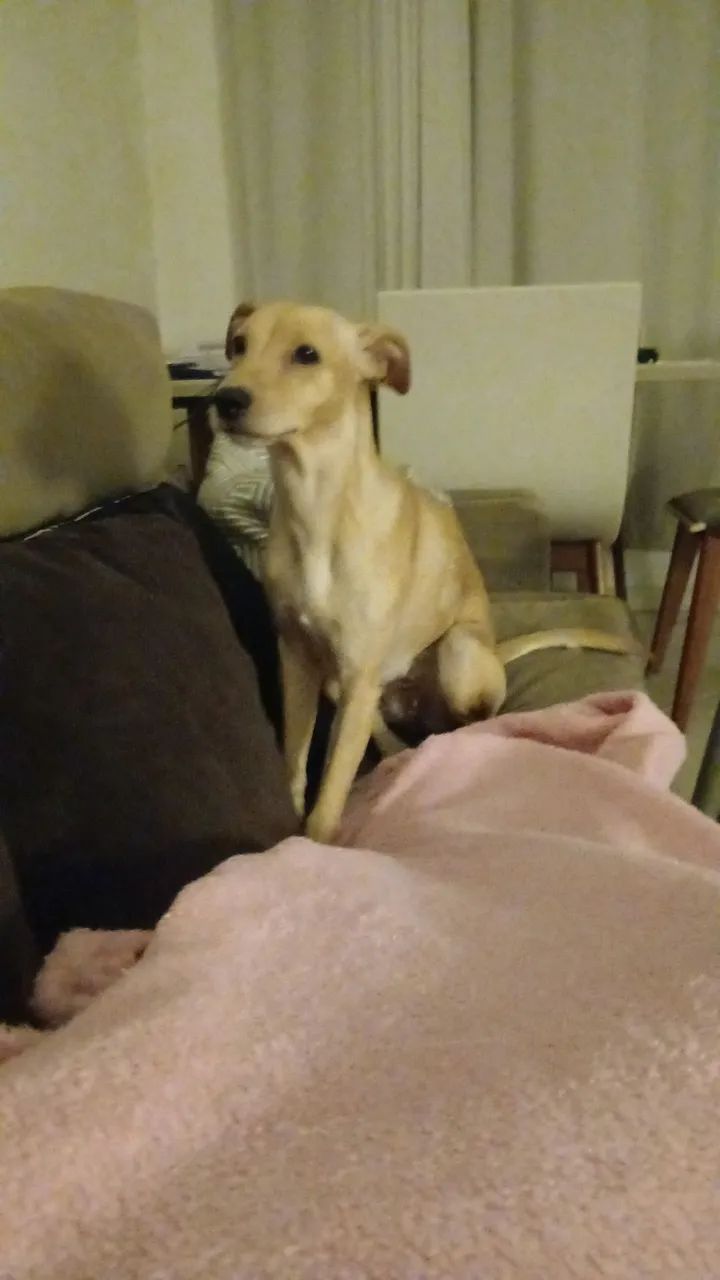 Cadela com 11 meses - Foto 5