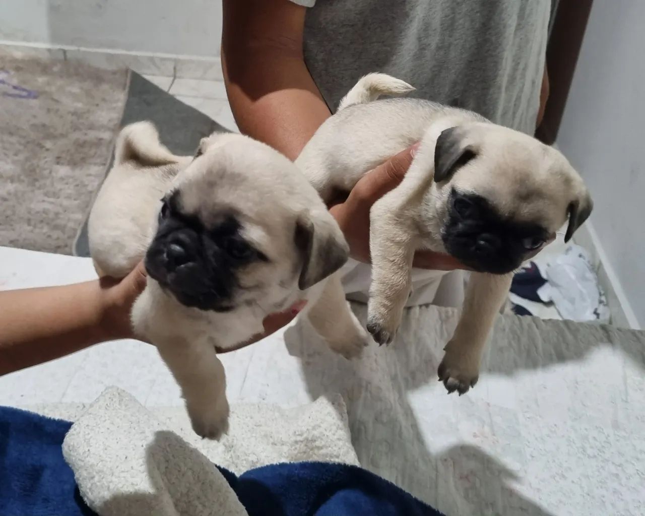 Pug  - Foto 3