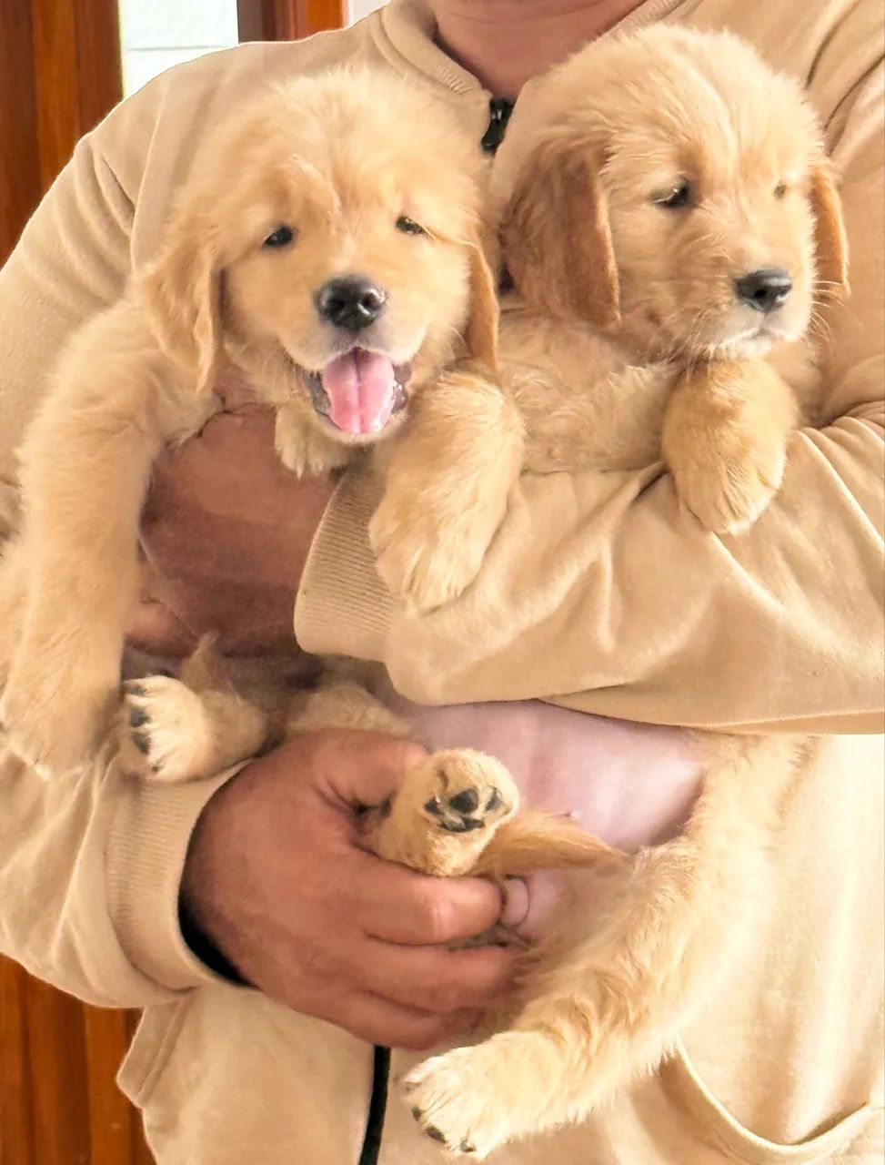 Golden retriever  - Foto 3