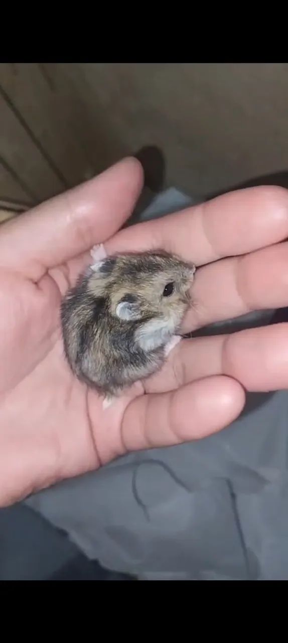 Hamster anao russo - Foto 2