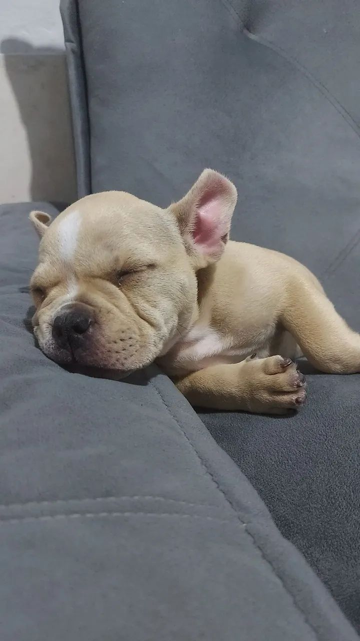 American bully micro macho  - Foto 4
