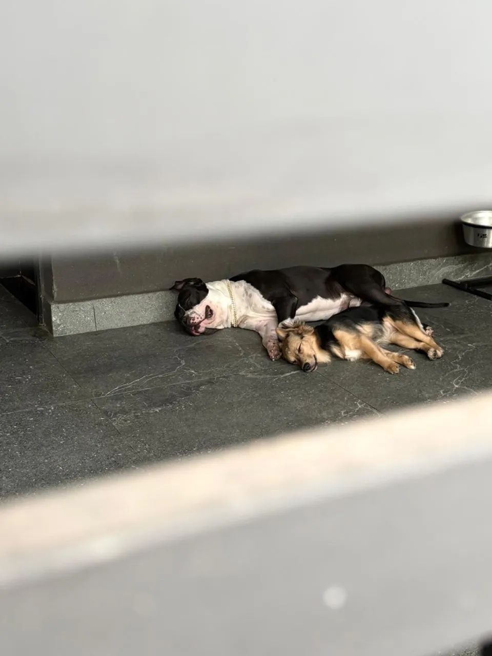 Blade e Nala  - Foto 5
