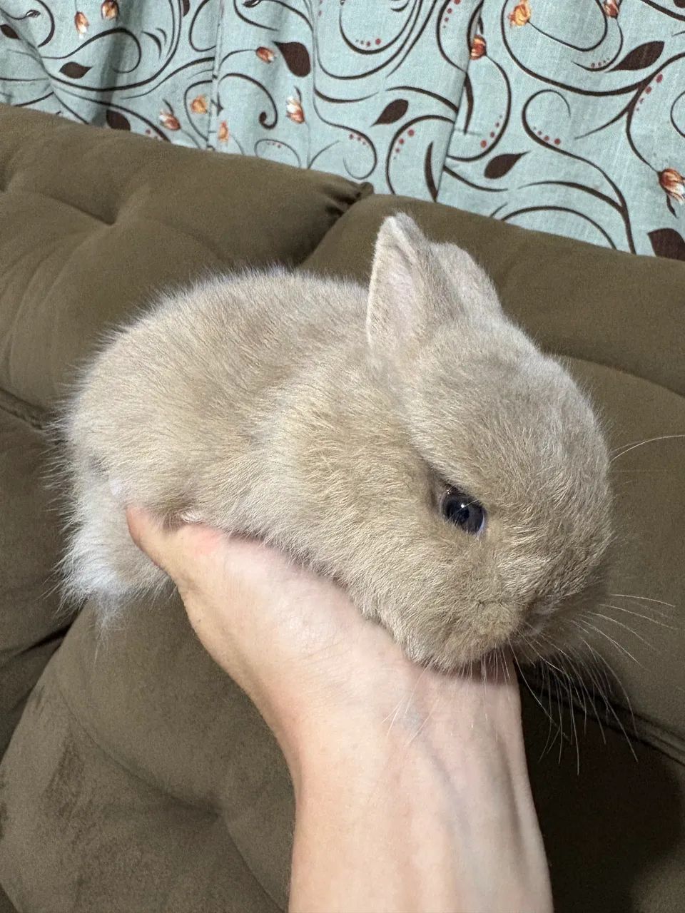 Anão Netherland - Foto 5