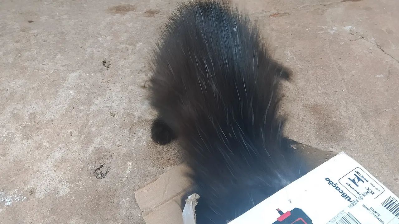 Gatinhos filhotes para doação  - Foto 5