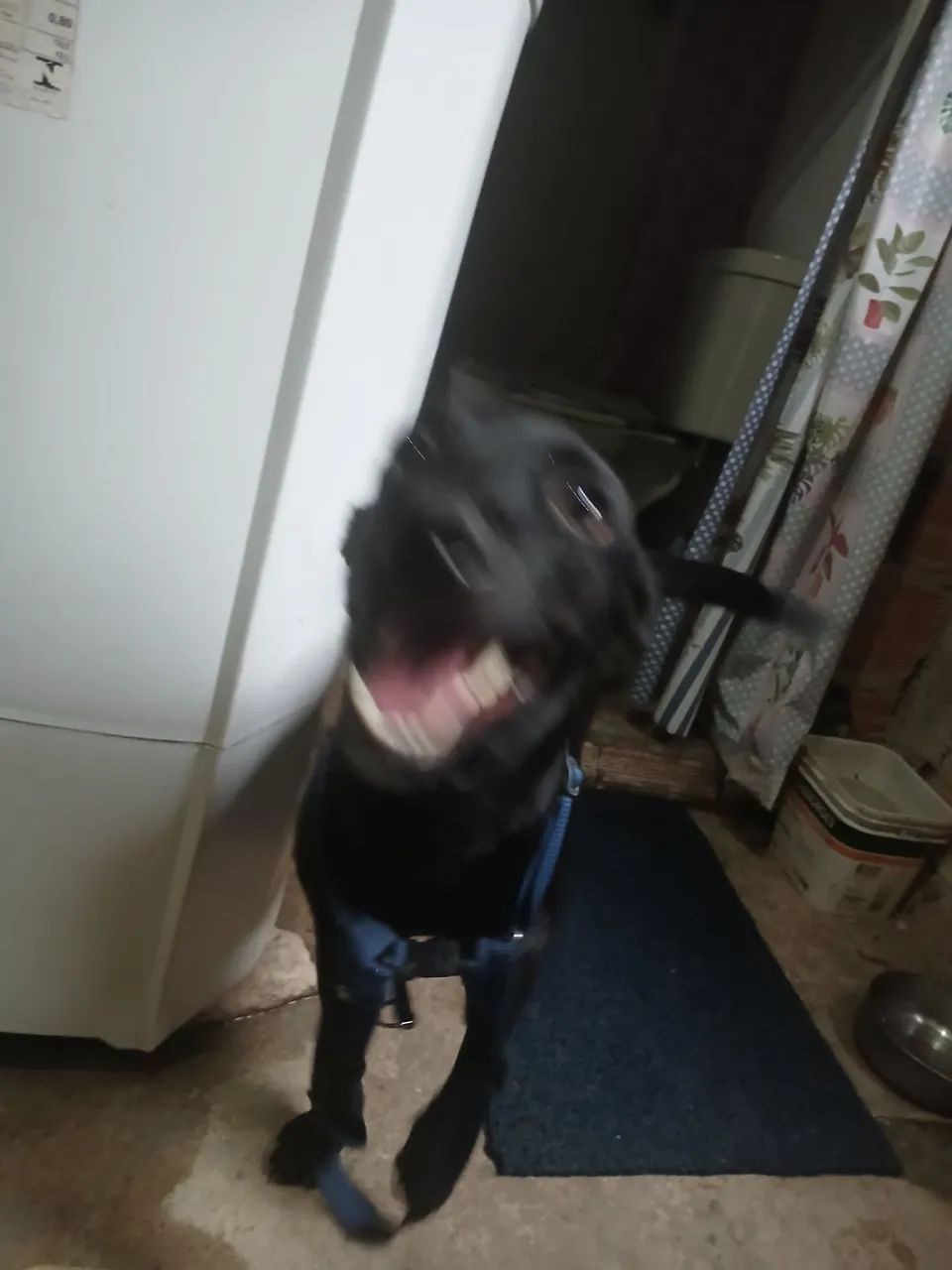 Adoção responsavel - Foto 3