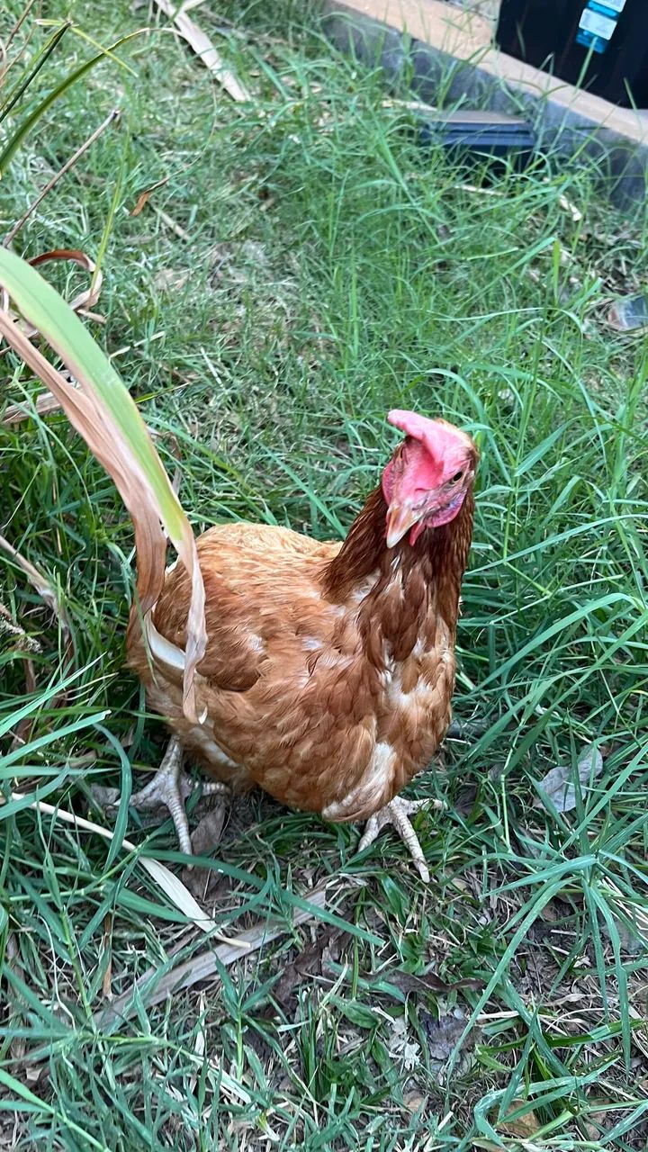 Galinha de postura Isa Brown - Foto 4