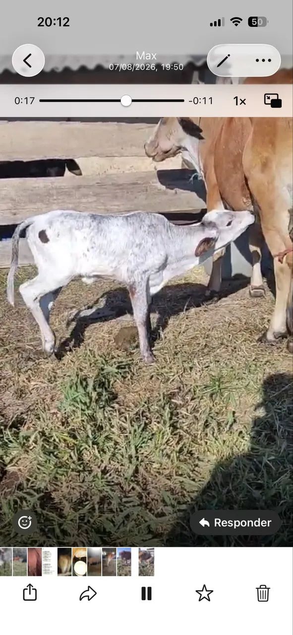 Vaca com duas bezzera  - Foto 2