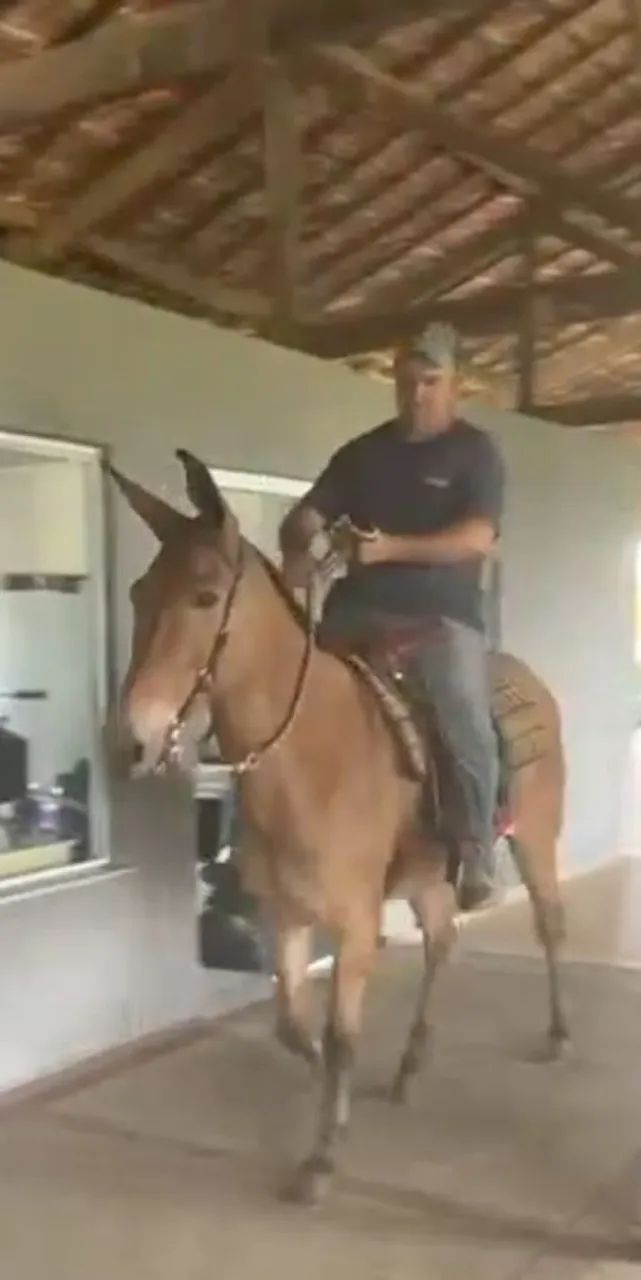 MULA DE PATRÃO  - Foto 3