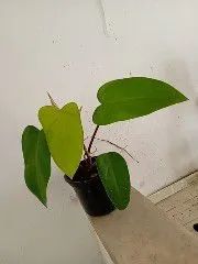 Planta filodendro roxo  - Foto 2