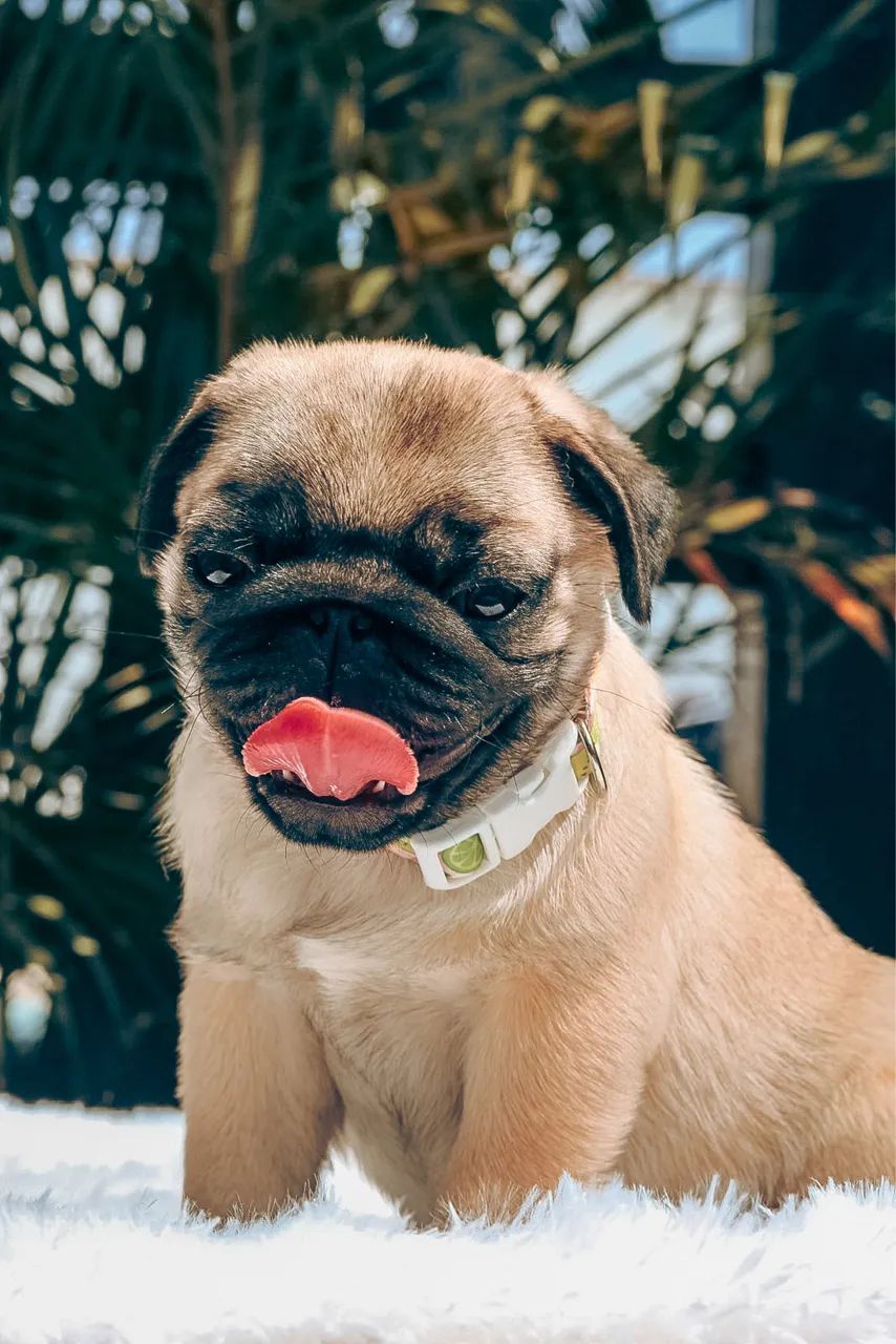 Pug  - Foto 3
