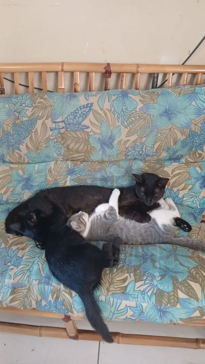 Doação 2 gatinhas - Foto 3