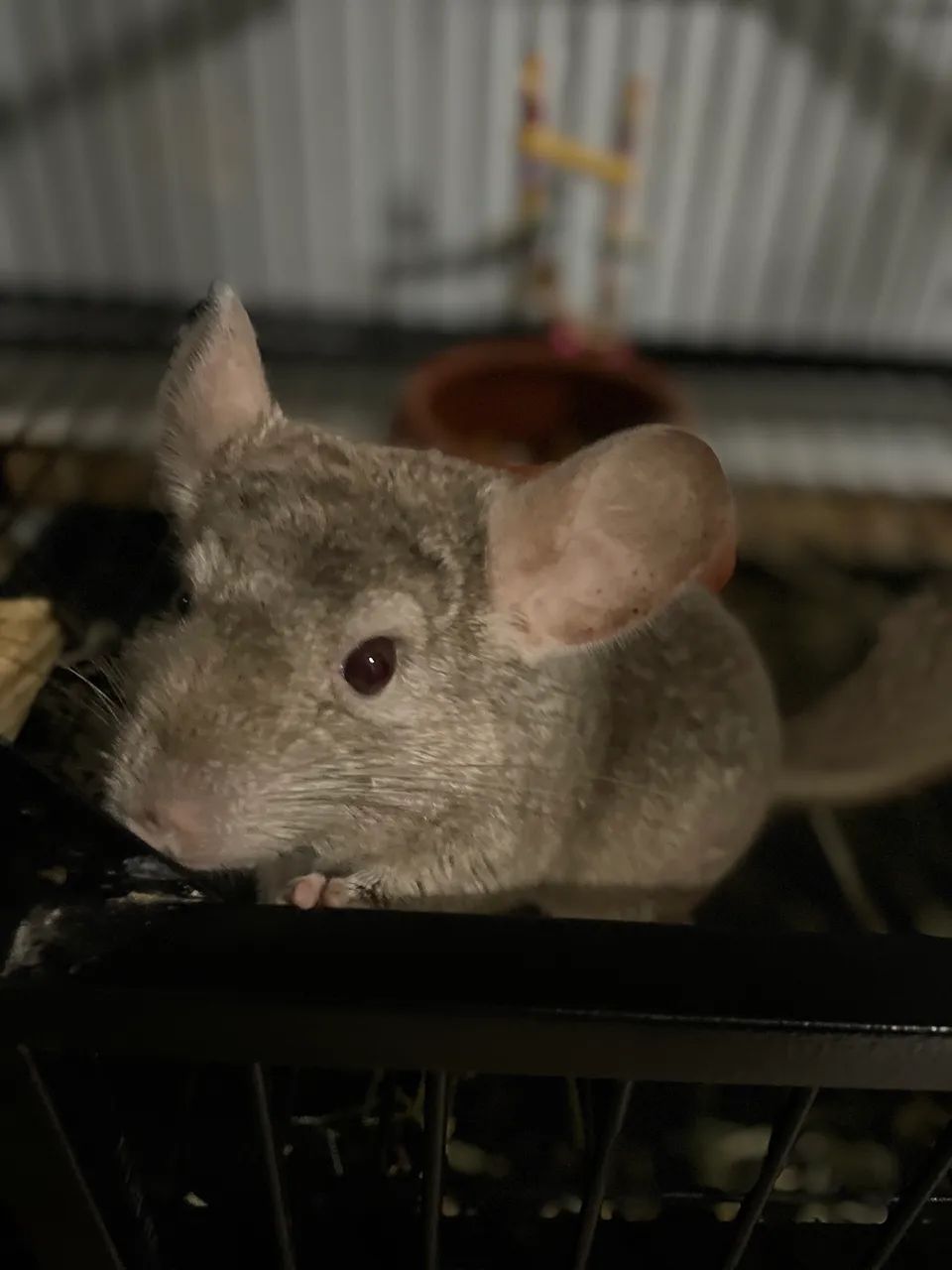 Lindo macho de chinchila  - Foto 3