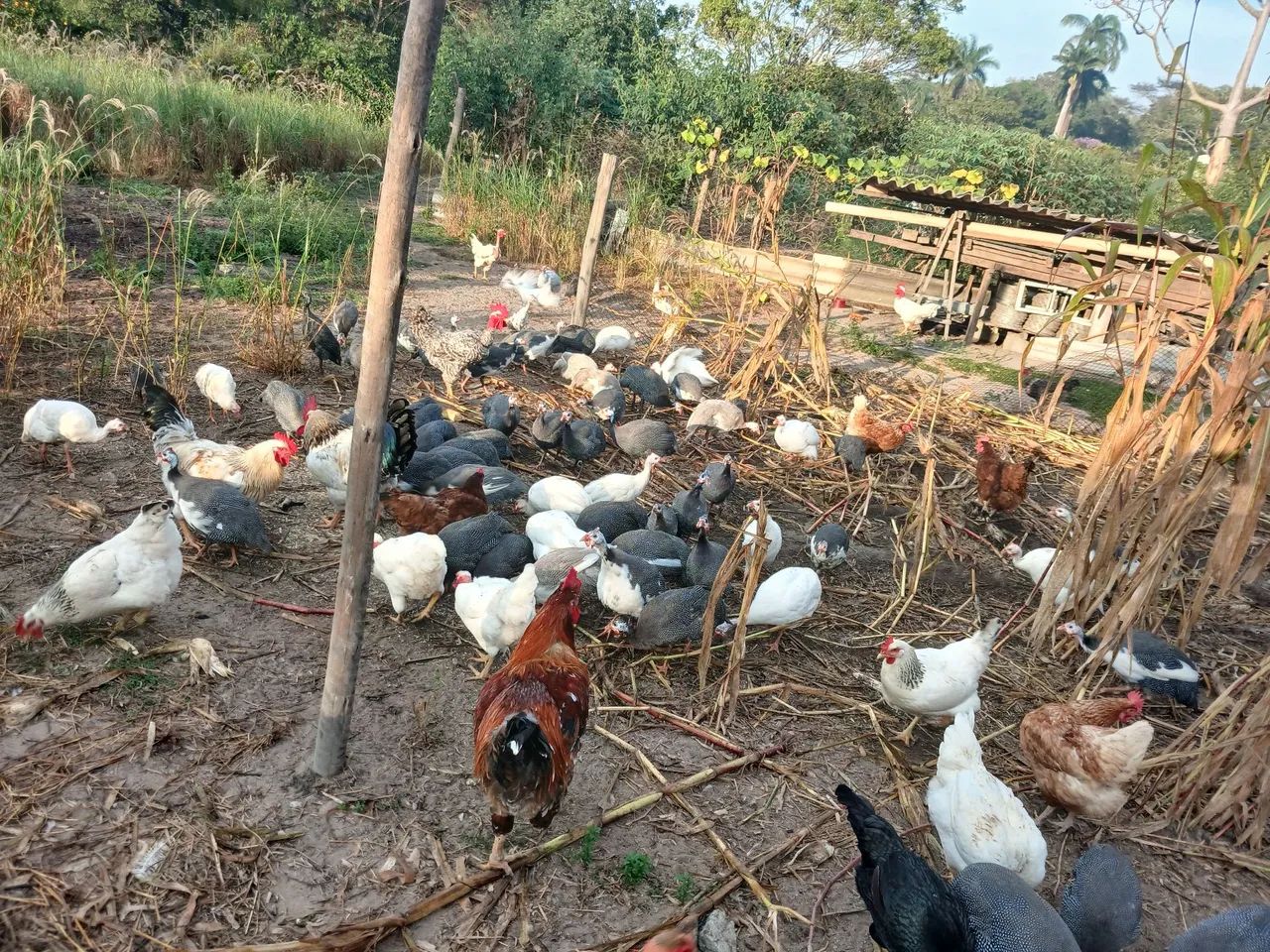 Galinha da angola 