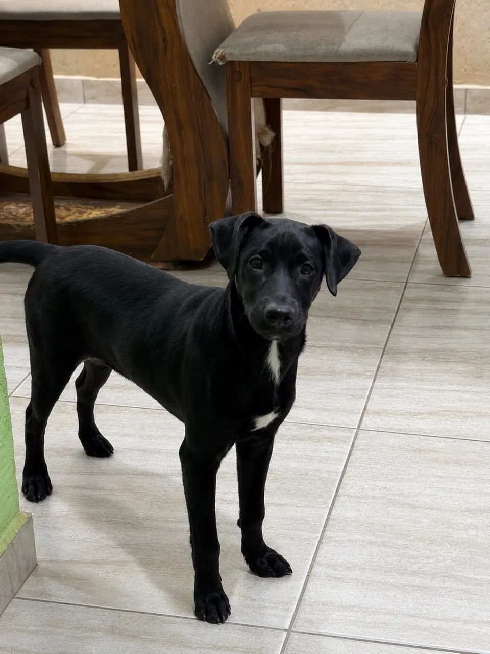 Doação Responsável  - Foto 2