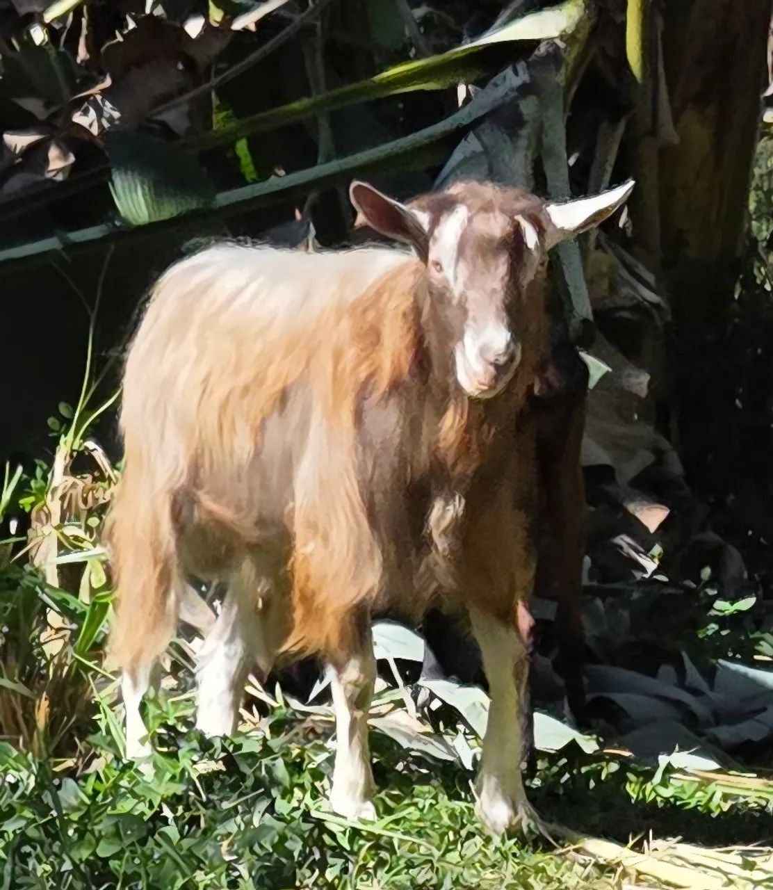 Bode toggenburg  - Foto 4