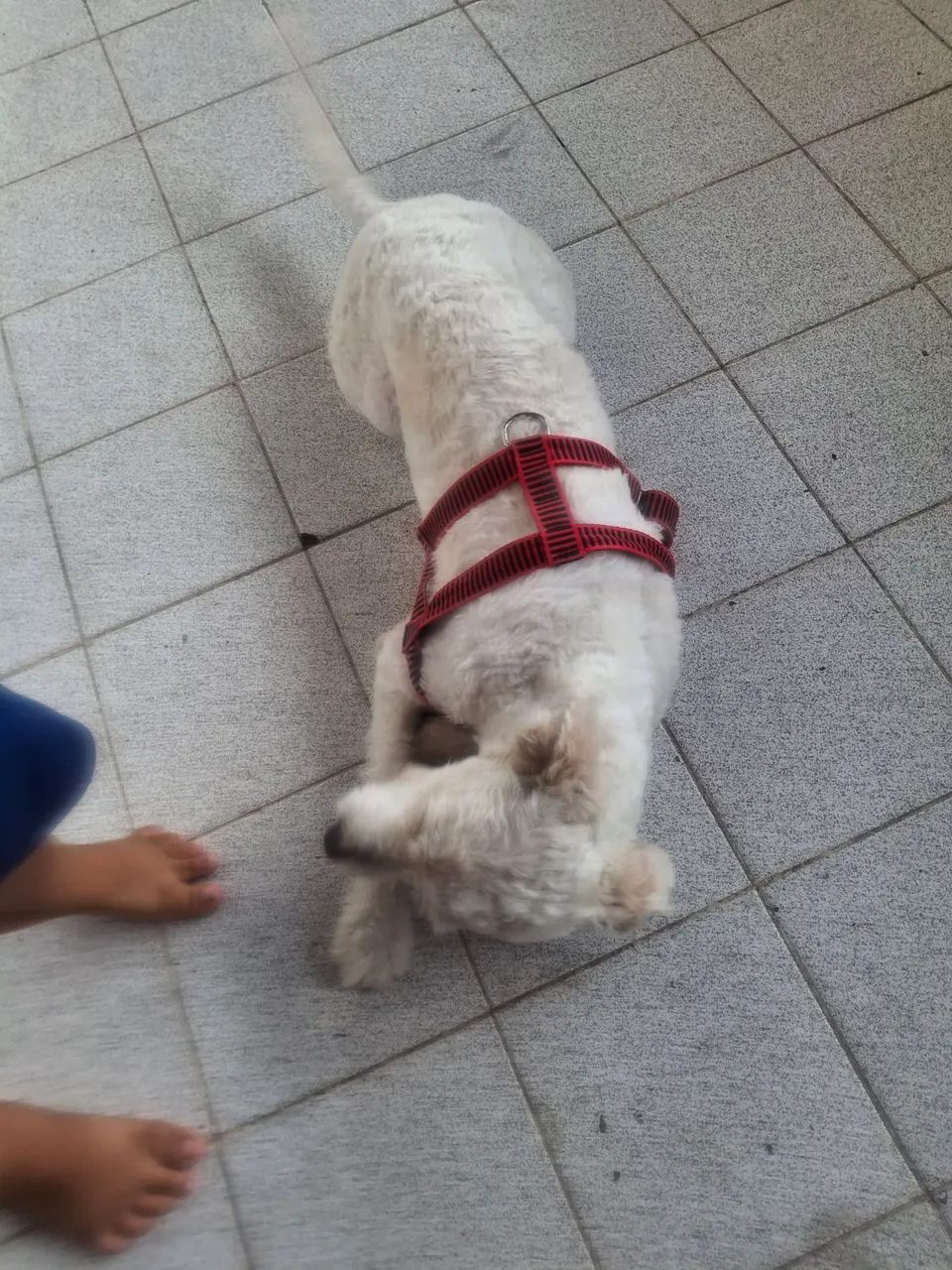 Doação de  cachorro  - Foto 4