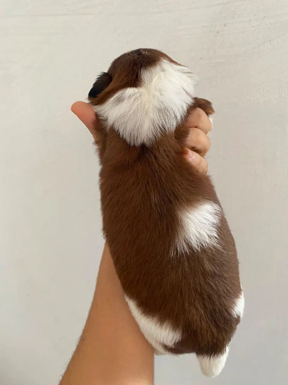 Shih Tzu 