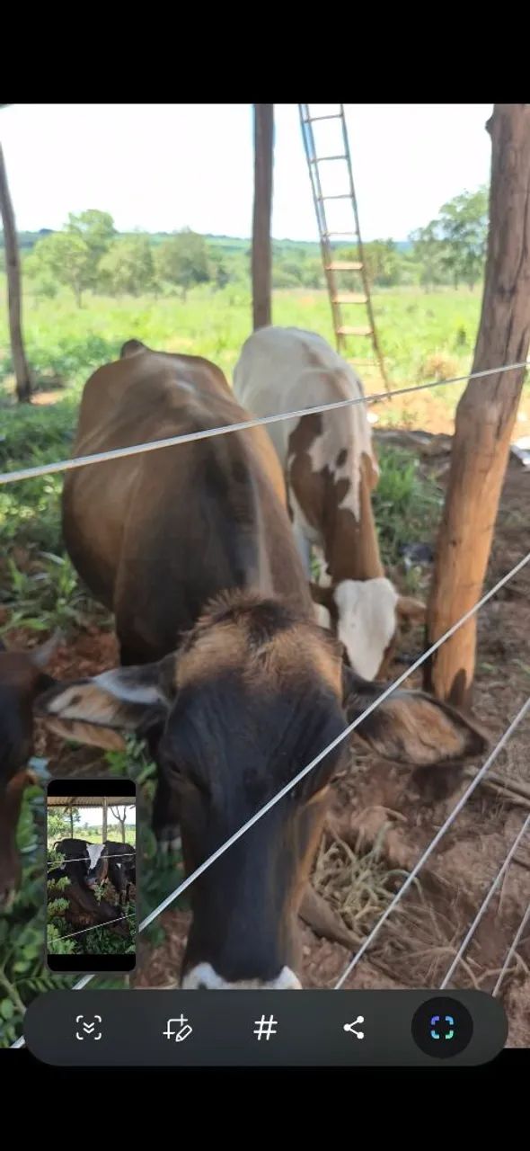 10 novilhas cruzada entre 18 a 20 mês $2.900 cada - Foto 5