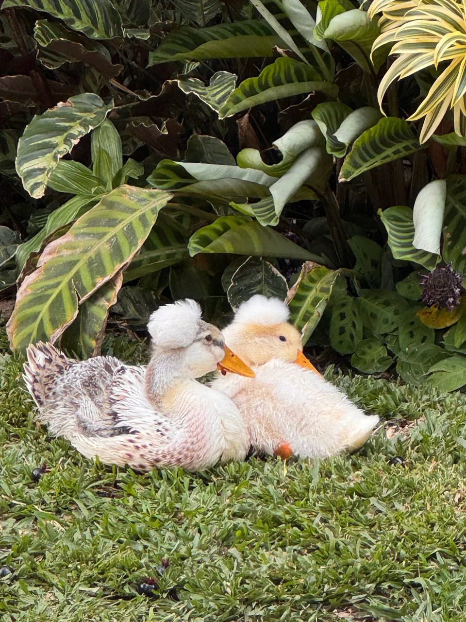 Marreco de Pompom  - Foto 6