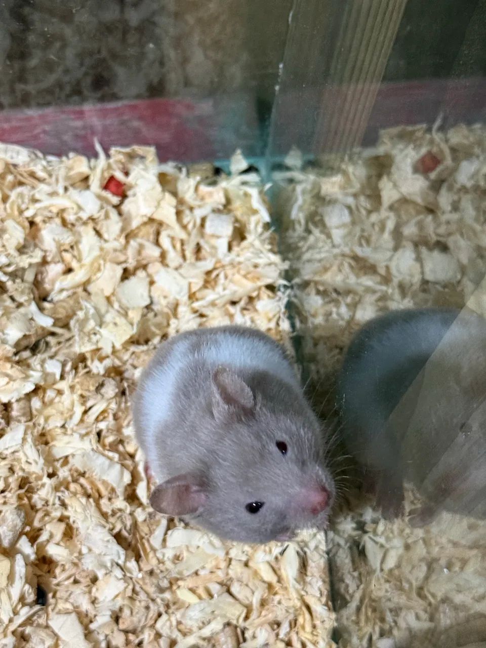 Hamster sírio  - Foto 2