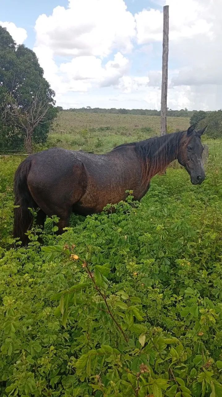 Cavalo - Foto 2