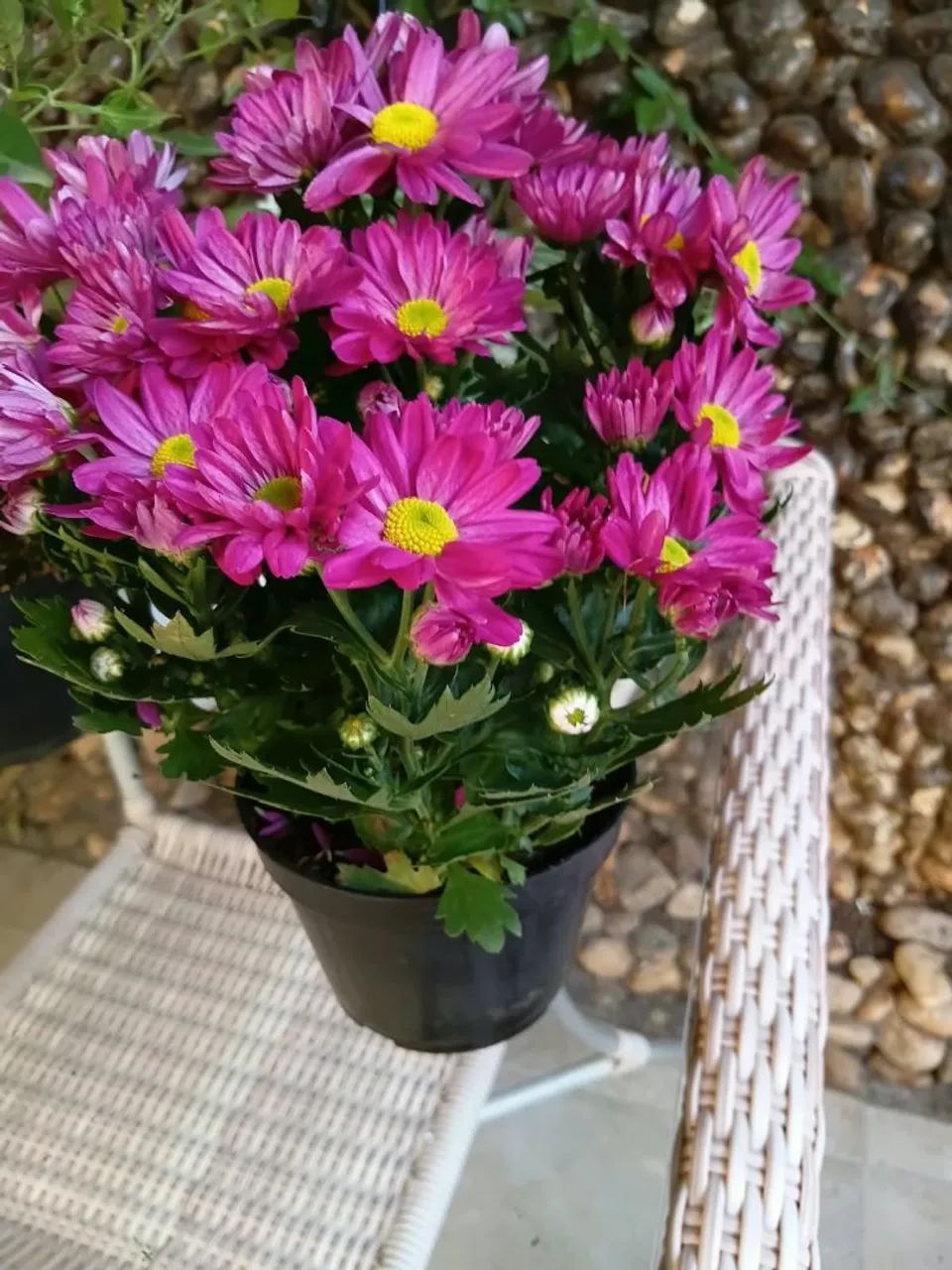 Mudas de plantas - Foto 4