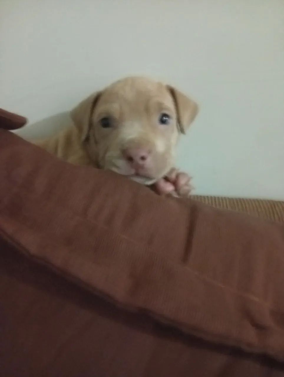 Vendo pitmonster 