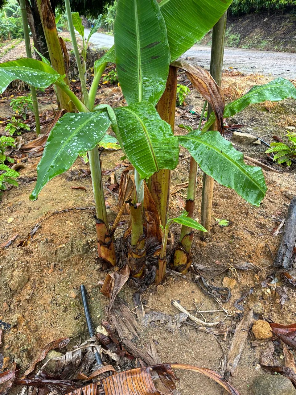 Mudas banana da terra