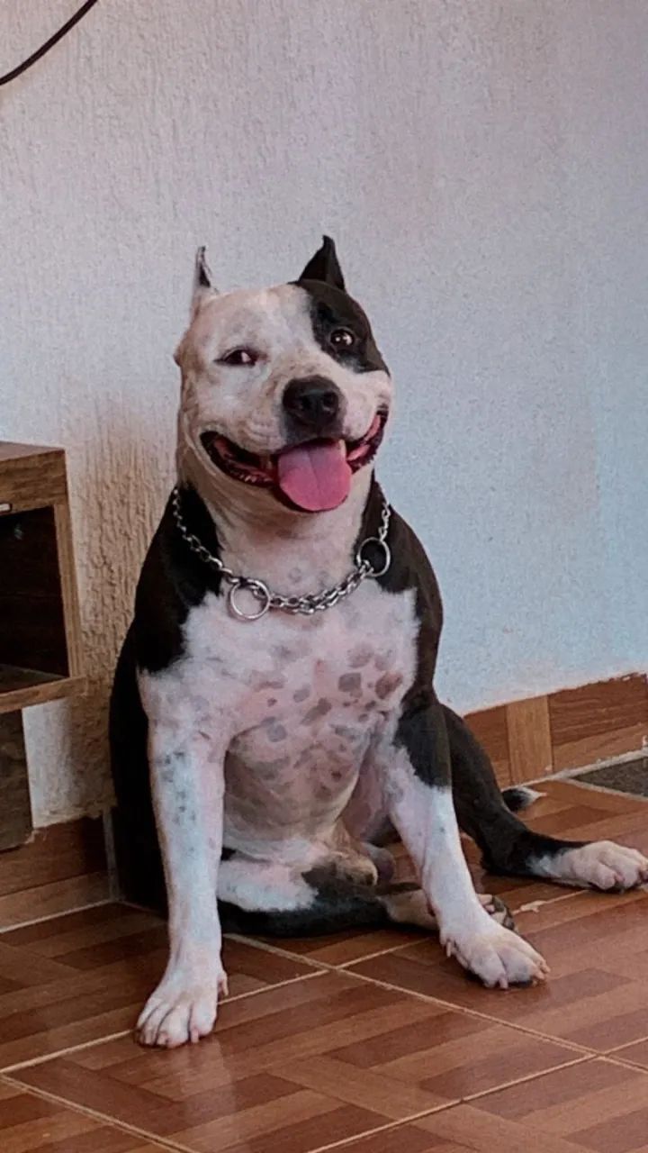 Cachorro para doar