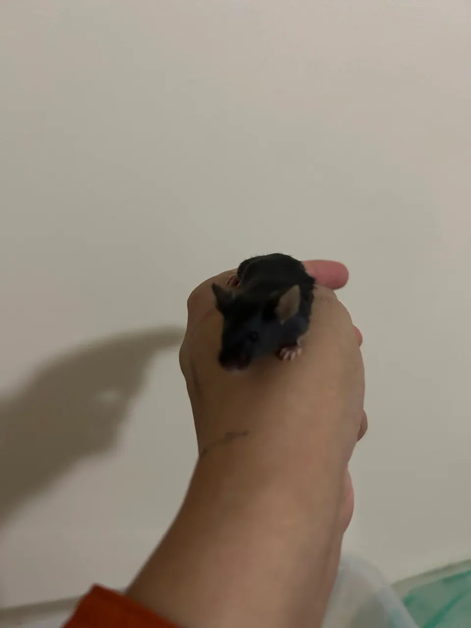 Camundongos Pet  - Foto 3