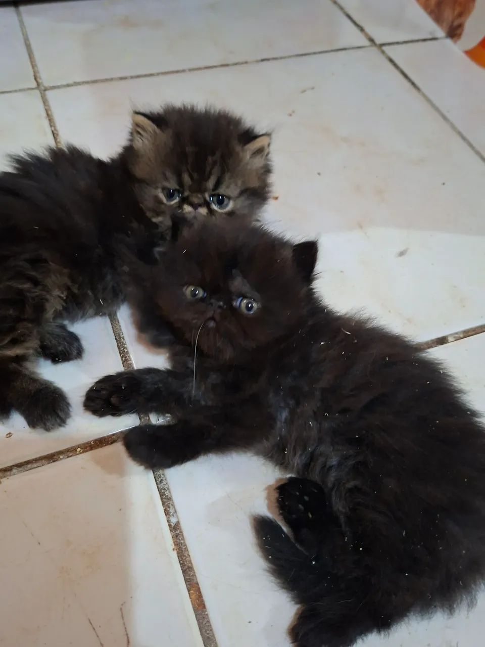 Vende-se filhote de gato persa macho pv  - Foto 2