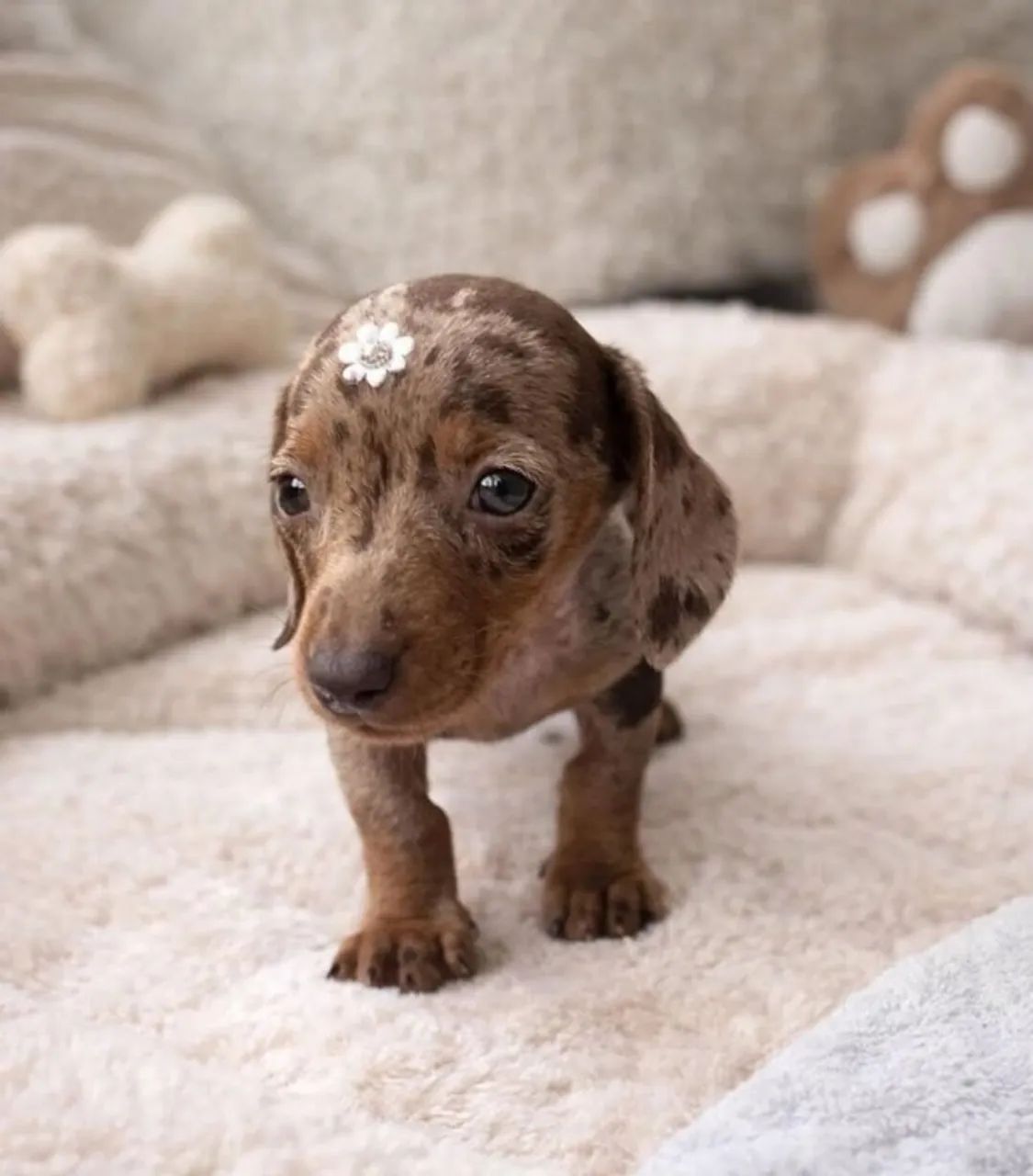 Dachshund