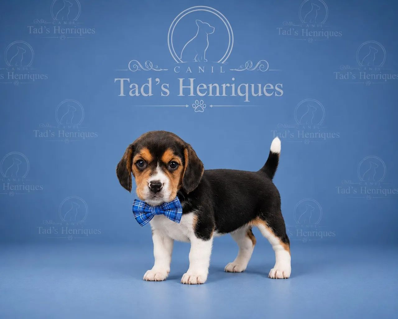 BEAGLE  - LINDOS BBS - Foto 4