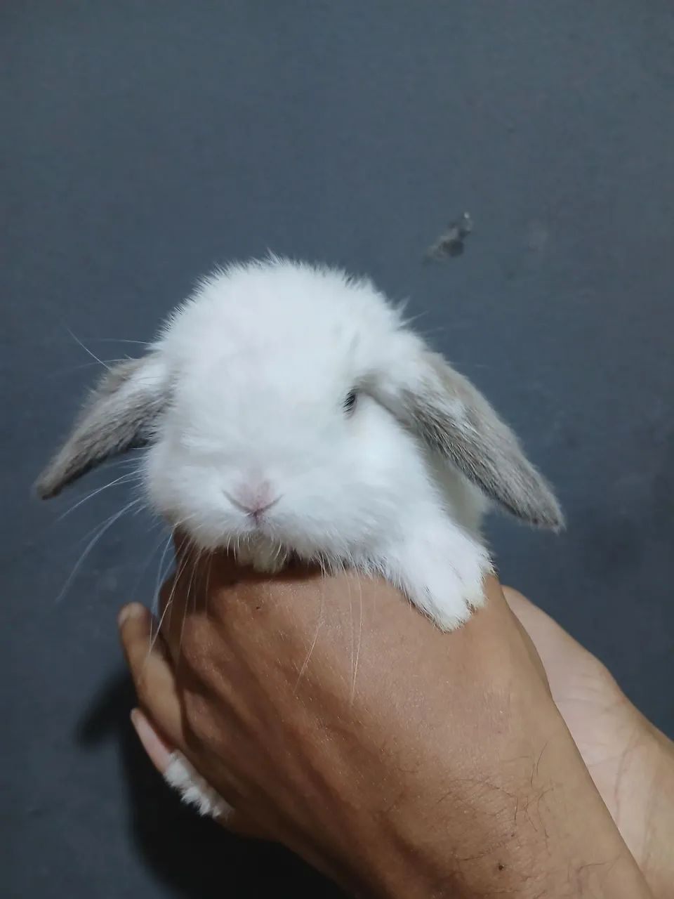 Coelho mini lop  - Foto 6