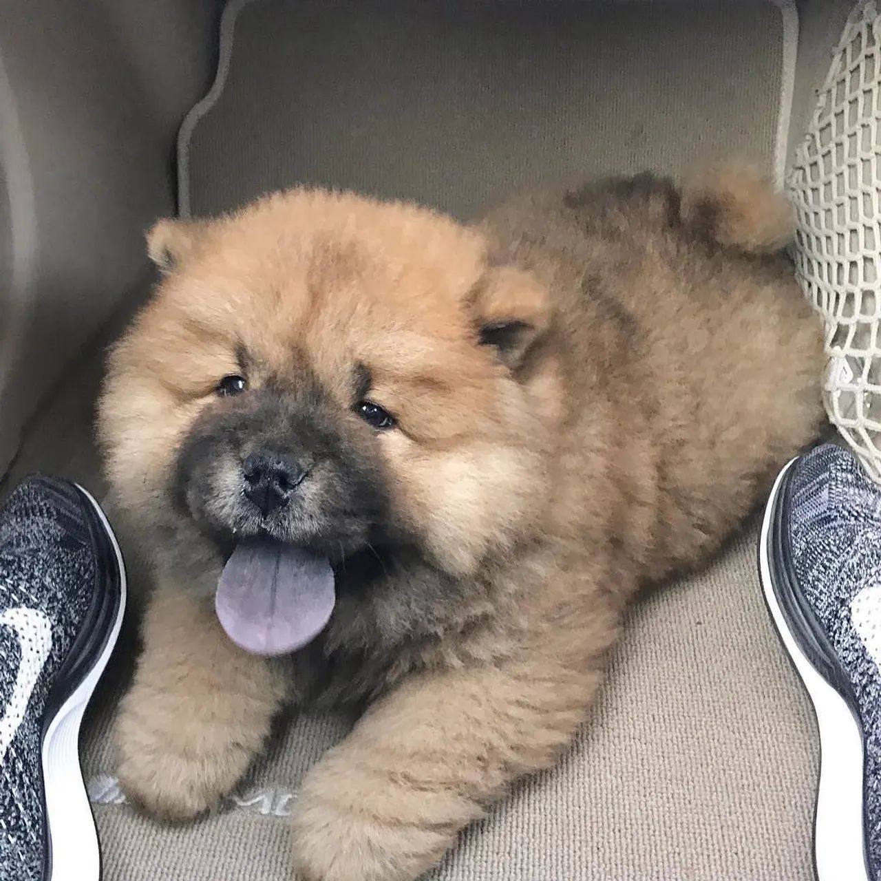 Chow Chow fêmea e macho 