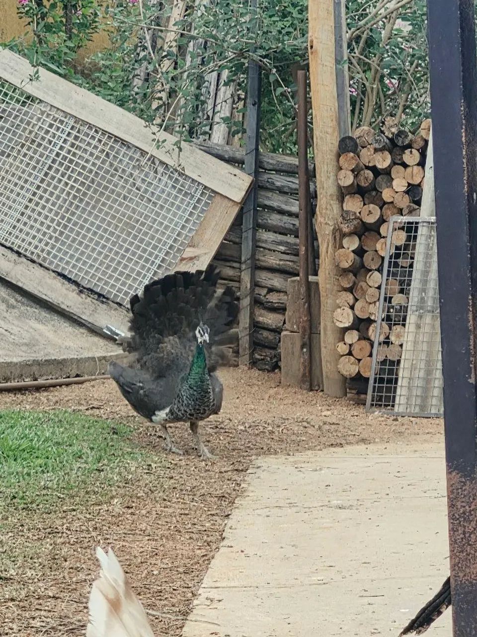 Pavo - Foto 6