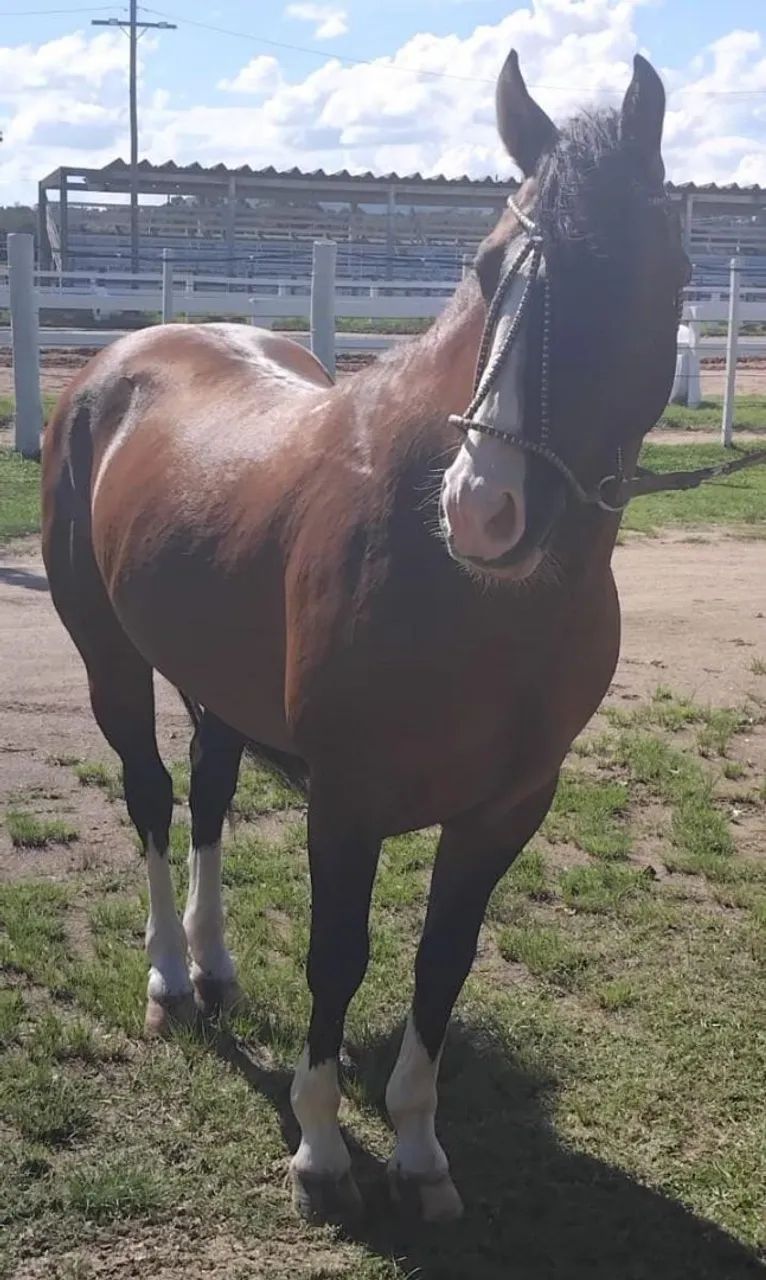 Cavalo  - Foto 2