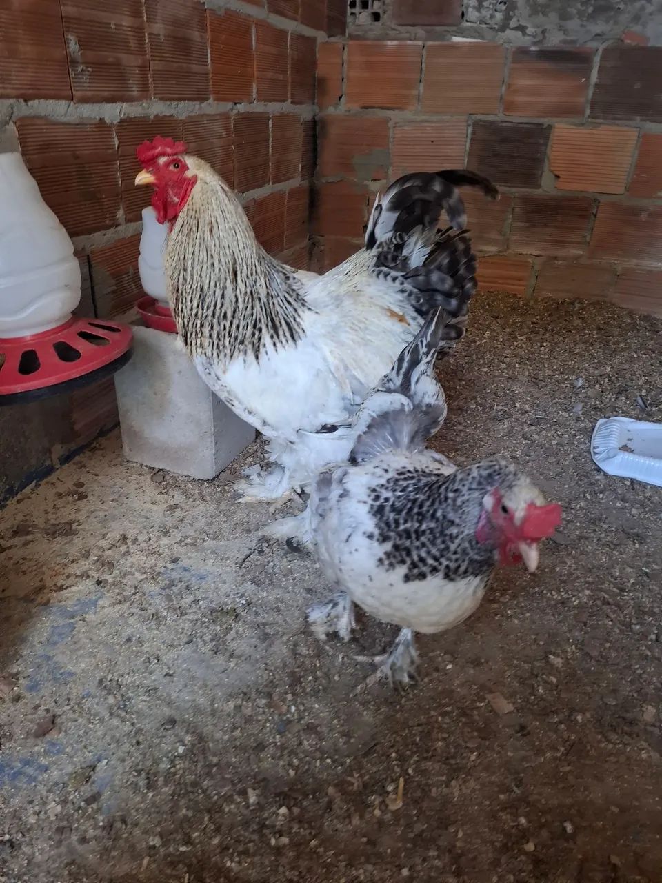 CASAL DE FRANCOS BRAHMA - Foto 2