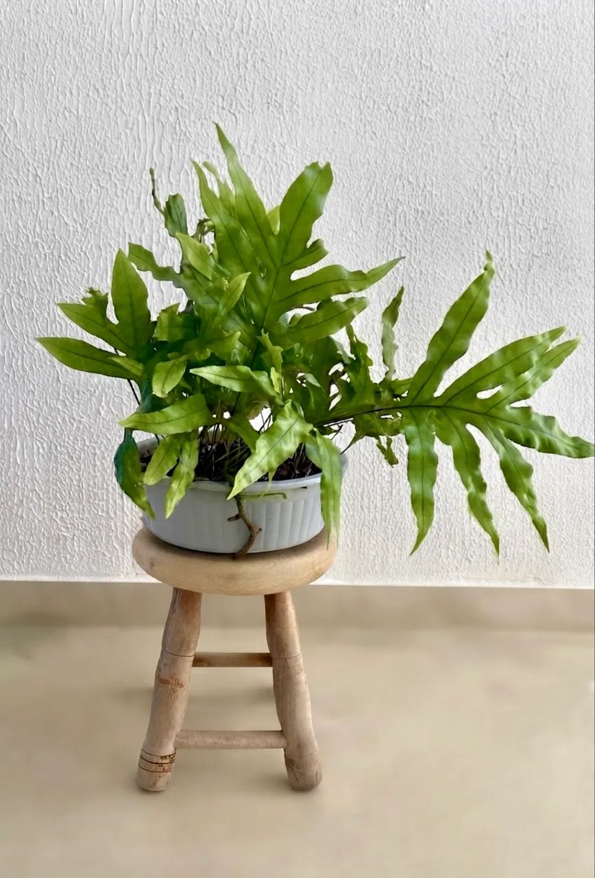 Vendo Plantas Pendentes 2  - Foto 2