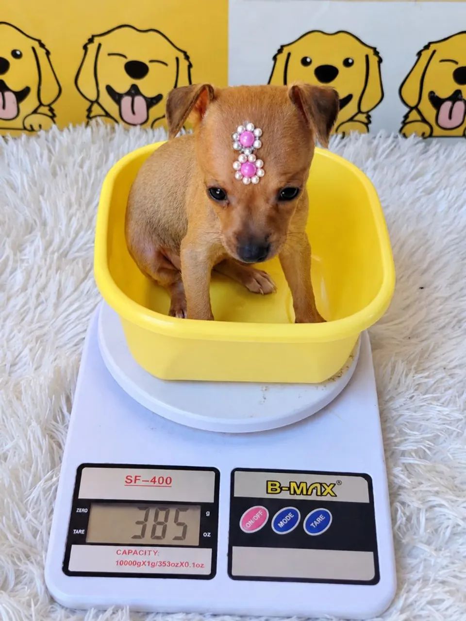 Pinscher fêmea 0 385 gramas - Cachorros - Marumbi, Londrina