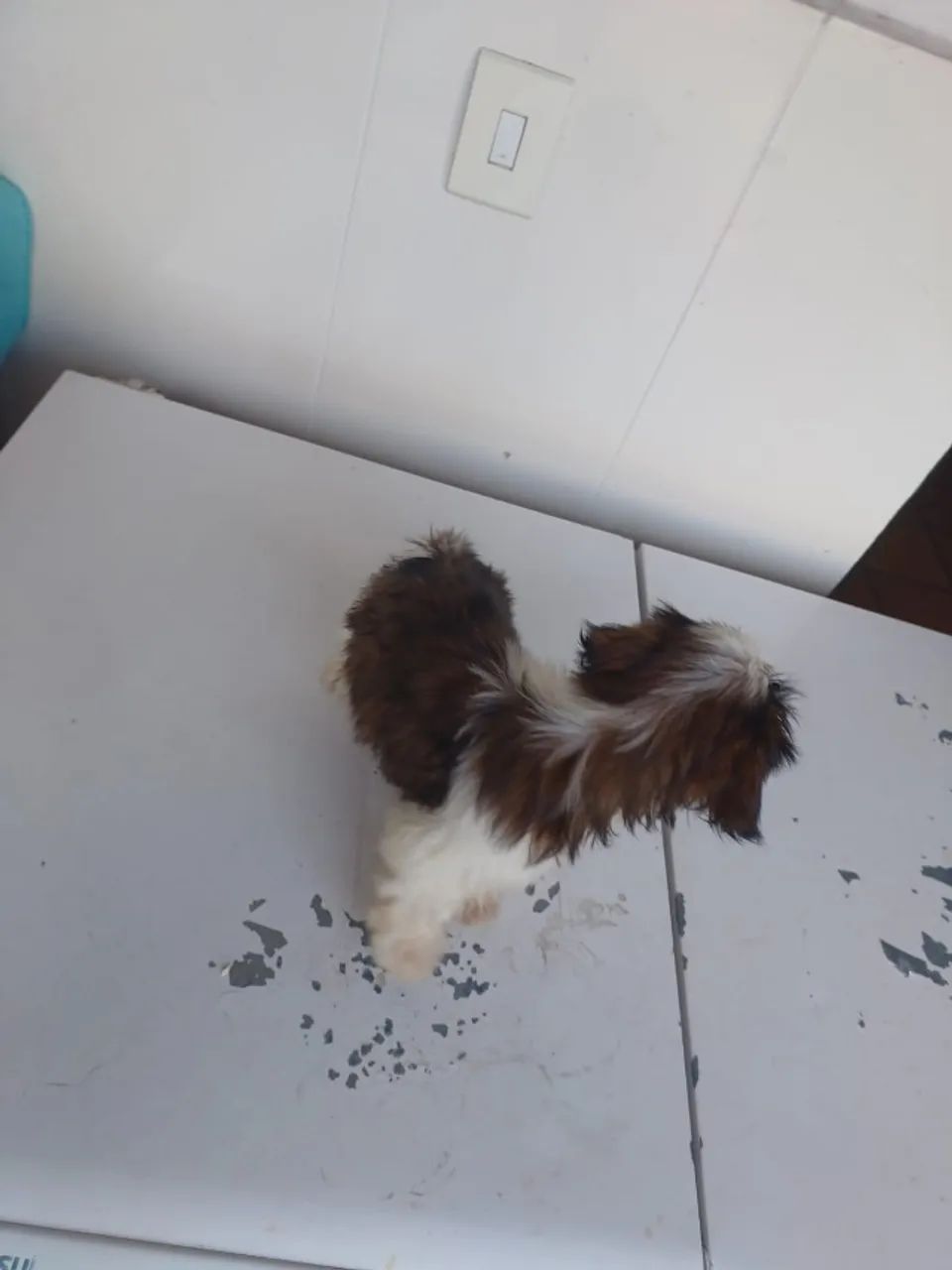 Shih-tzu Macho - Foto 2