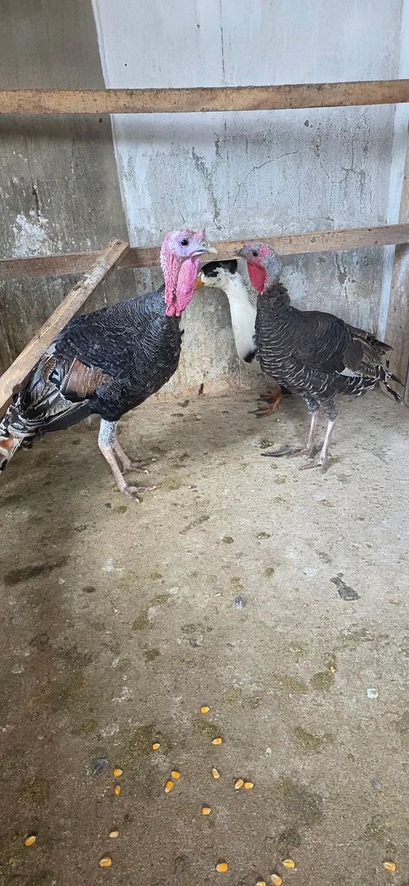 Casal de peru