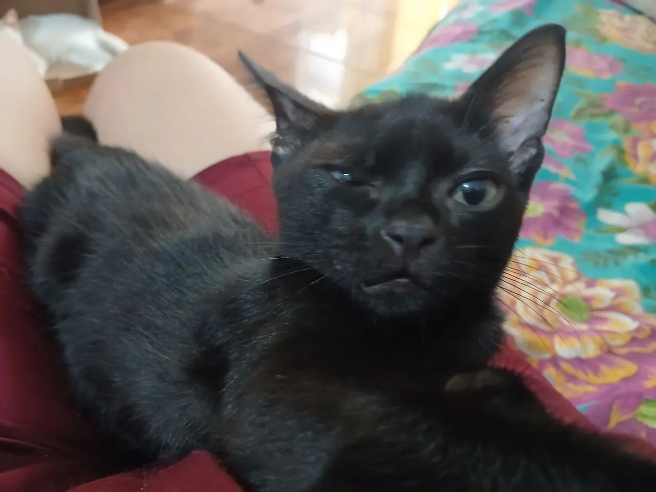 Gato filhote raça bombaim