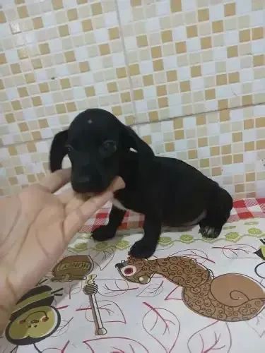 lindos e pequenos  - Foto 3