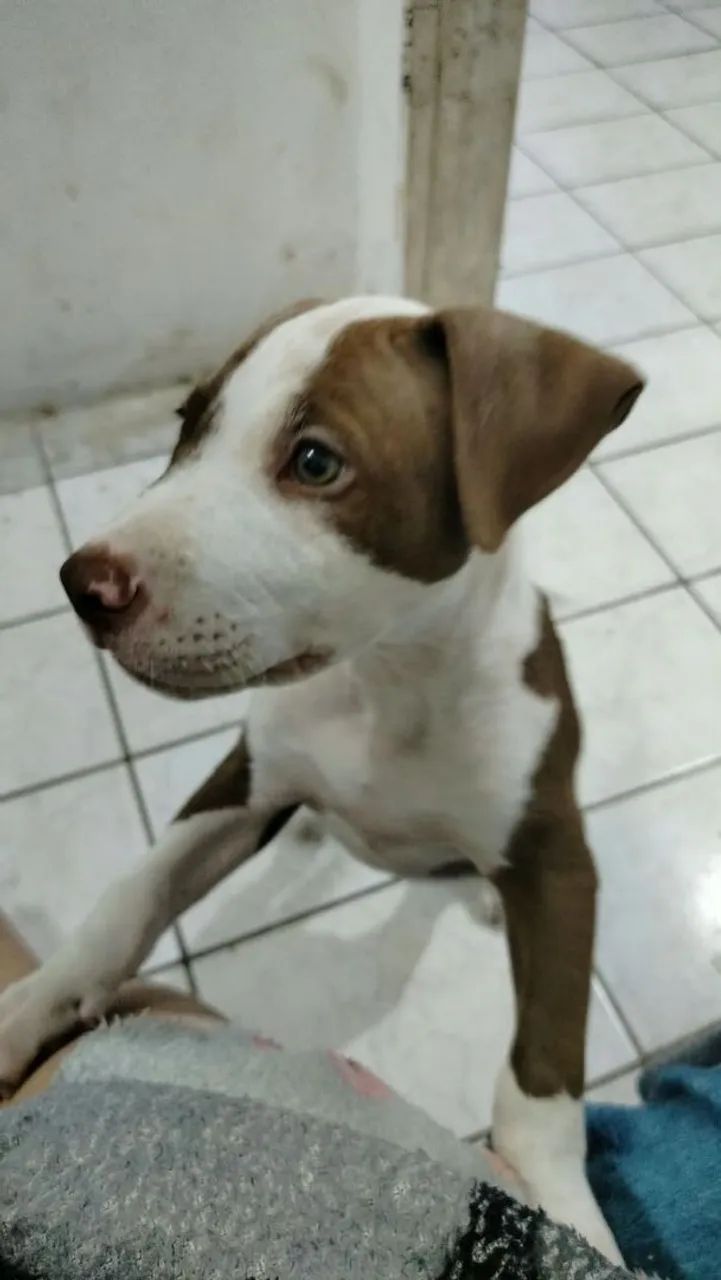 PIT BULL - Foto 4
