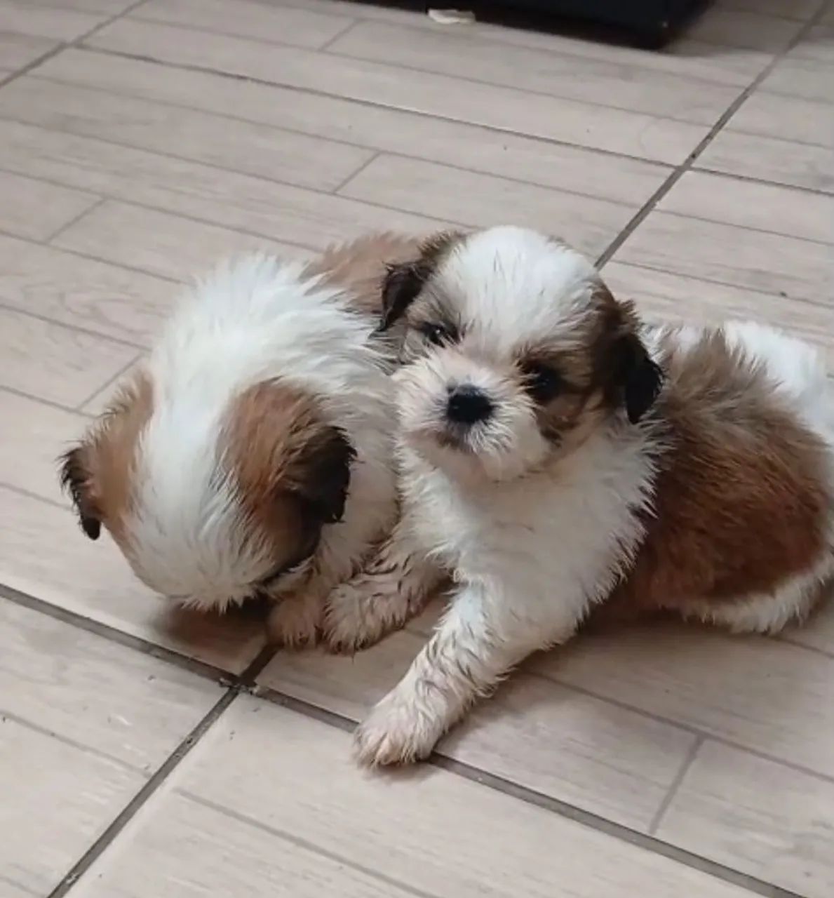 Animais de estimação  - Foto 5
