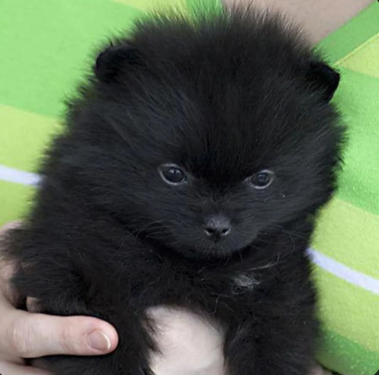 Filhote macho de Lulu da pomerania 