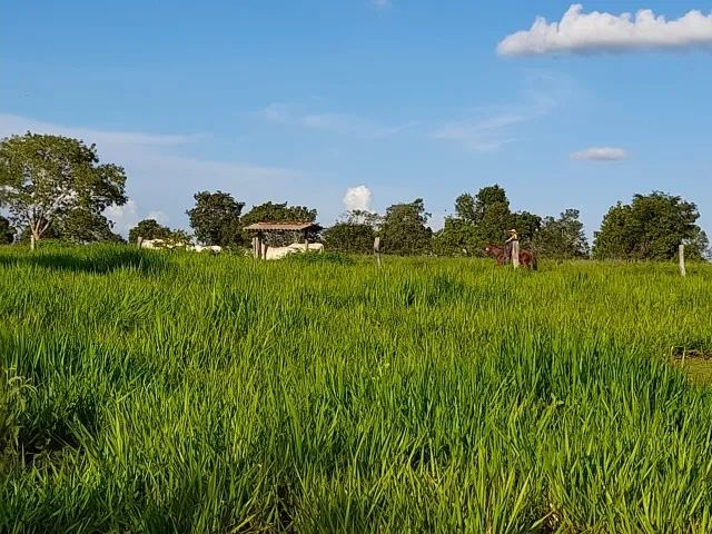 Faz. com preço muito bom, Araguaina/Tocantins, Pega imóveis em Brasília. - Foto 3