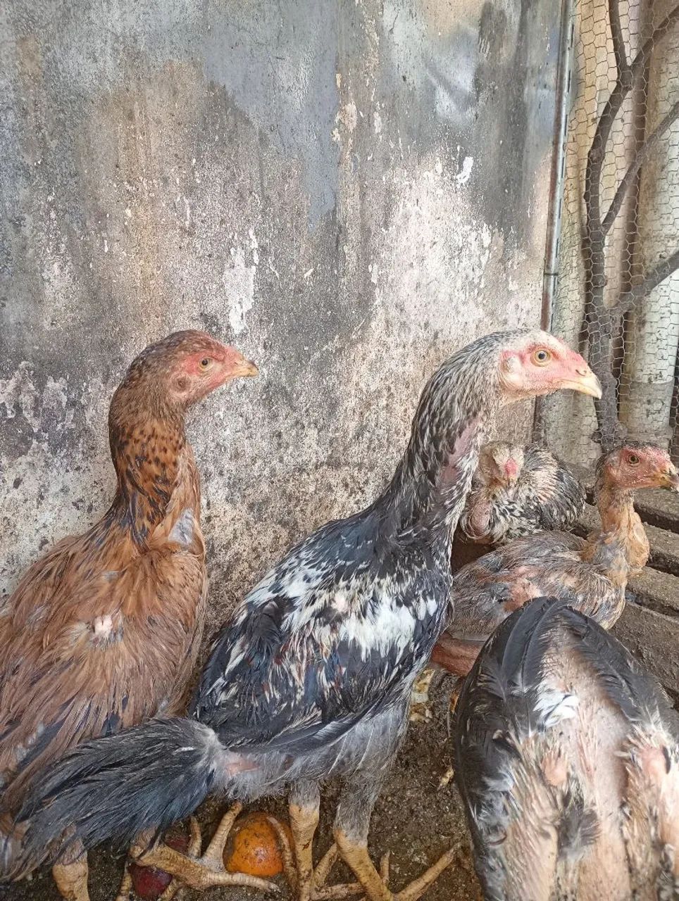 Frangos Índio Gigante  - Foto 5